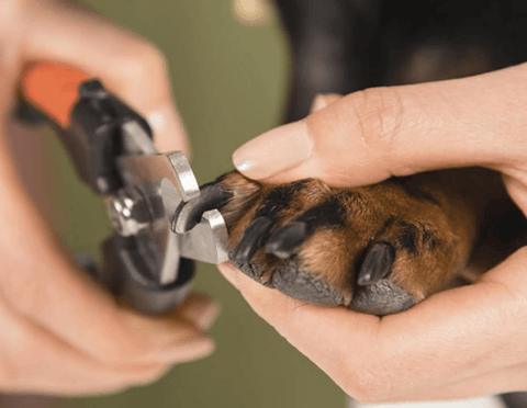 Pet Grooming Razor with Nail File - Alt View